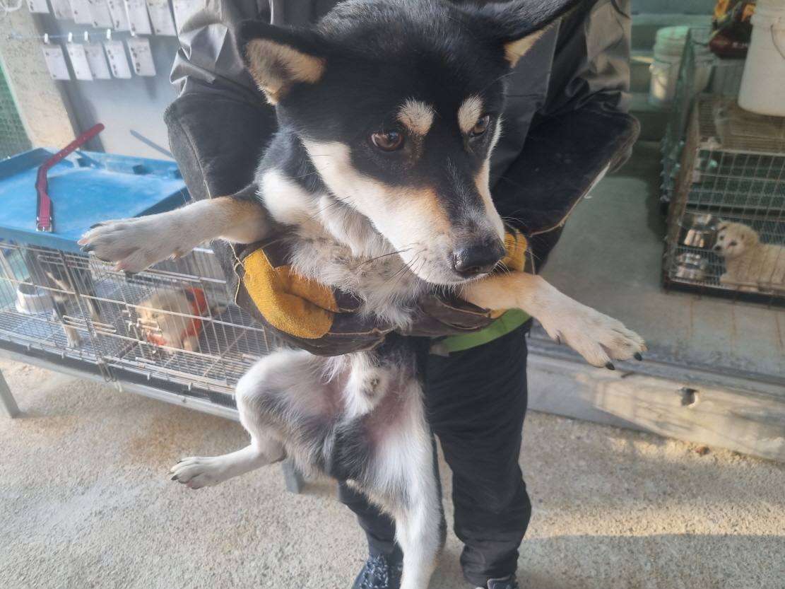 양산시 동물보호센터_448538202300917